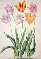 Tulipani, dal 